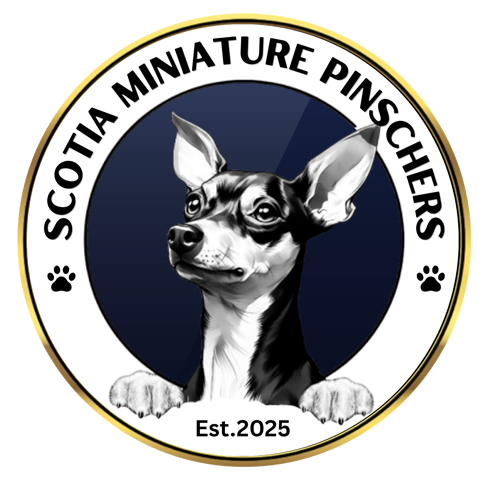 Scotia Miniature Pinschers